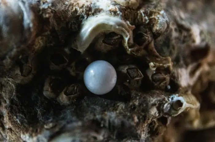 Una perla di un bianco splendente nell'ostrica | Accademia delle Arti Orafe